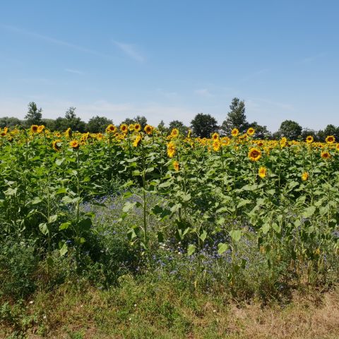 2018-08-Sonnenblumenfeld-Hotel-Moritz-an-der-Elbe.jpg