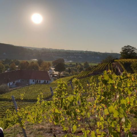 2018-10-Weinberge-Diesbar-Hotel-Moritz-an-der-Elbe.jpg